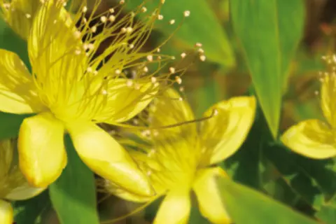 Johanniskraut