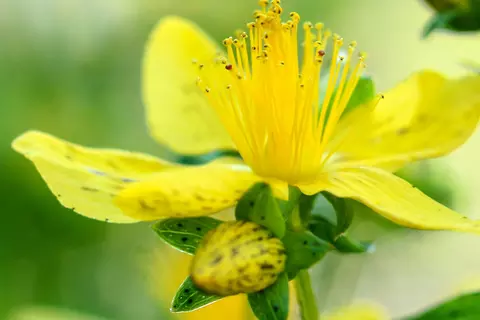Johanniskraut